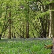 Herts and Middlesex Wildlife Trust wants to buy Astonbury Wood near Stevenage to save the woodland, wildlife and public access