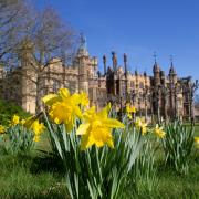 Daffodils in bloom at Knebworth House