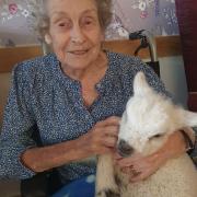 Knebworth care home resident with Lucy the lamb.
