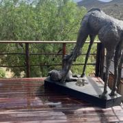 The bronze giraffe and calf sculpture created by Stevenage artist Georgean Lochhead has been bought by a game reserve in South Africa