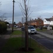 North Herts Council is inviting residents to help out trees like this one.