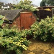 Japanese knotweed hotspots have been revealed in Hitchin, Watford and St Albans.