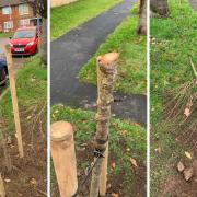 Two cherry trees were damaged on Southend Close in Stevenage Old Town.