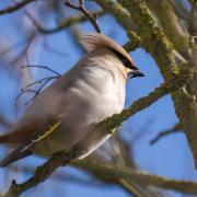 Twenty waxwings have been spotted by birdwatchers in Letchworth, following an irruption that only takes place 