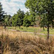 Butts Close- Summer Trees