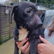 All the pups were aged 4-6 months at the time of their discovery.