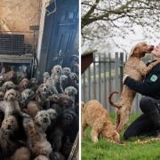 A mistreated poodle has found a home in Hertfordshire.