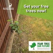 Free tree scheme ‘Your Tree Our Future’ returns