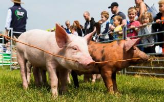Piglet racing at Hertfordshire County Show. Picture: Richard Washbrooke