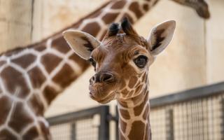 New giraffe calf Wilfred at ZSL Whipsnade Zoo.