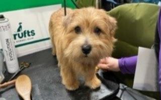 Hugo at Crufts, where he won the Best Boy in the Norfolk Terrier Post Graduate Dog Class.