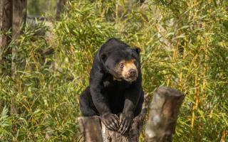 Female sun bear Kyra at Paradise Wildlife Park's new Sun Bear Heights habitat.