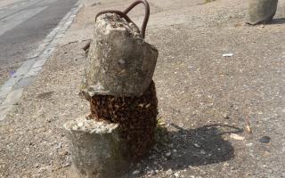 Swarm of bees spotted in Stevenage town centre