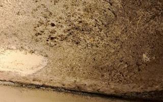 Natalie is among those suffering from problems with mould in homes owned by Stevenage Borough Council