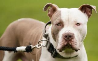 XL Bully owners have less than one week left to register their dog if they have not already done so