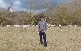 Hatfield farmer Angus Mackay has seen around 25 of his sheep killed in dog attacks since 2016.