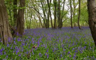 Astonbury Wood in Stevenage is carpeted with bluebells in springtime.